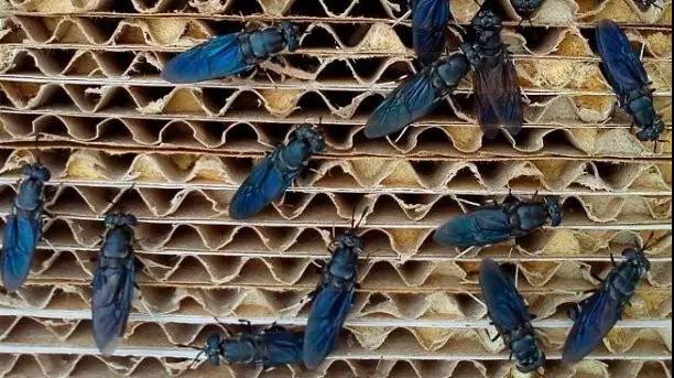 1507795196163752.jpg 微信圖片_20171012160031.jpg